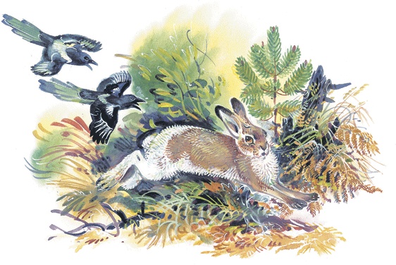 Иллюстрация к книге — Лесные сказки [i_057.jpg]