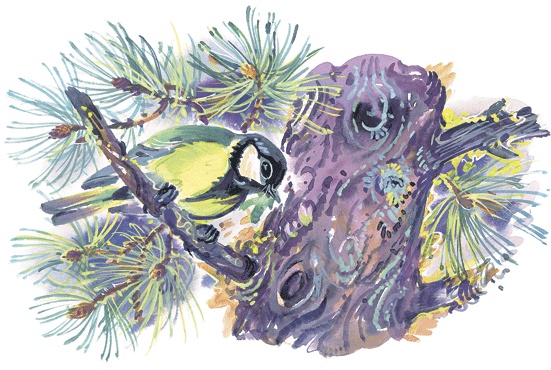 Иллюстрация к книге — Лесные сказки [i_059.jpg]