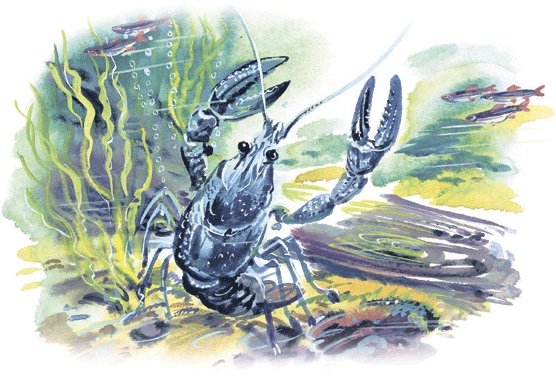 Иллюстрация к книге — Лесные сказки [i_063.jpg]