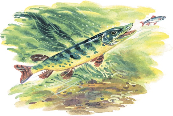 Иллюстрация к книге — Лесные сказки [i_064.jpg]