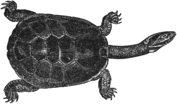 Иллюстрация к книге — Почему панда стоит на голове и другие удивительные истории о животных [i_001.jpg]