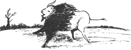 Иллюстрация к книге — Почему панда стоит на голове и другие удивительные истории о животных [i_005.jpg]