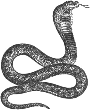 Иллюстрация к книге — Почему панда стоит на голове и другие удивительные истории о животных [i_006.jpg]