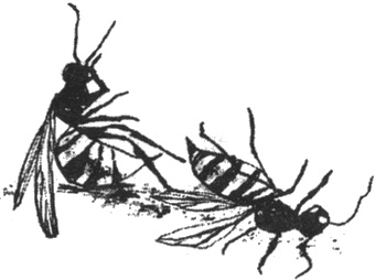 Иллюстрация к книге — Почему панда стоит на голове и другие удивительные истории о животных [i_009.jpg]