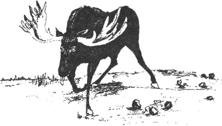 Иллюстрация к книге — Почему панда стоит на голове и другие удивительные истории о животных [i_011.jpg]