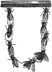 Иллюстрация к книге — Почему панда стоит на голове и другие удивительные истории о животных [i_012.jpg]