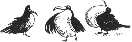 Иллюстрация к книге — Почему панда стоит на голове и другие удивительные истории о животных [i_013.jpg]