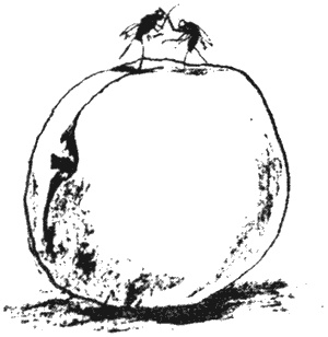 Иллюстрация к книге — Почему панда стоит на голове и другие удивительные истории о животных [i_024.jpg]