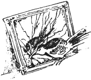 Иллюстрация к книге — Почему панда стоит на голове и другие удивительные истории о животных [i_025.jpg]