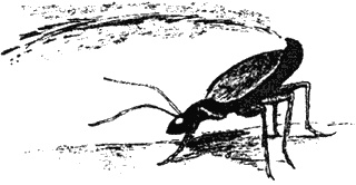 Иллюстрация к книге — Почему панда стоит на голове и другие удивительные истории о животных [i_026.jpg]