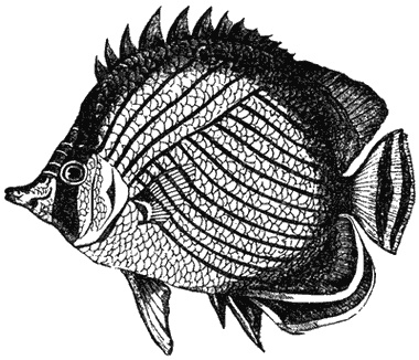 Иллюстрация к книге — Почему панда стоит на голове и другие удивительные истории о животных [i_028.jpg]