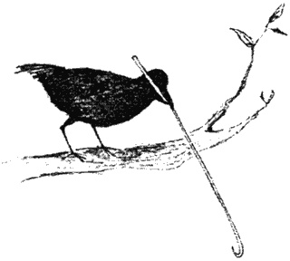 Иллюстрация к книге — Почему панда стоит на голове и другие удивительные истории о животных [i_029.jpg]