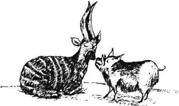 Иллюстрация к книге — Почему панда стоит на голове и другие удивительные истории о животных [i_034.jpg]