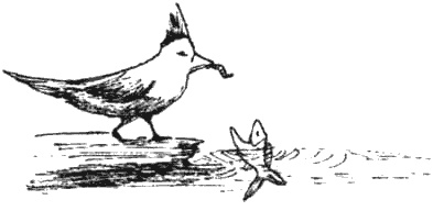 Иллюстрация к книге — Почему панда стоит на голове и другие удивительные истории о животных [i_039.jpg]