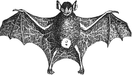 Иллюстрация к книге — Почему панда стоит на голове и другие удивительные истории о животных [i_040.jpg]