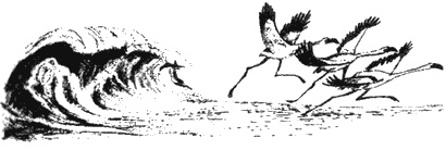 Иллюстрация к книге — Почему панда стоит на голове и другие удивительные истории о животных [i_043.jpg]