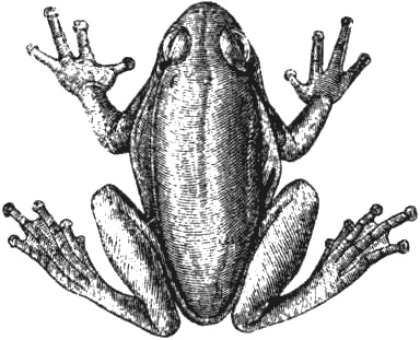 Иллюстрация к книге — Почему панда стоит на голове и другие удивительные истории о животных [i_044.jpg]