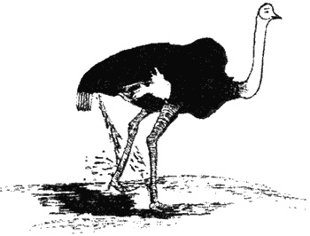 Иллюстрация к книге — Почему панда стоит на голове и другие удивительные истории о животных [i_050.jpg]