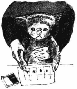 Иллюстрация к книге — Почему панда стоит на голове и другие удивительные истории о животных [i_052.jpg]