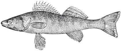 Иллюстрация к книге — Исконно русская рыбалка. Жизнь и ловля пресноводных рыб [i_003.jpg]