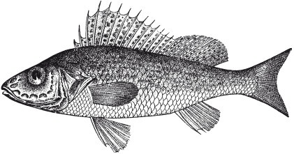 Иллюстрация к книге — Исконно русская рыбалка. Жизнь и ловля пресноводных рыб [i_004.jpg]