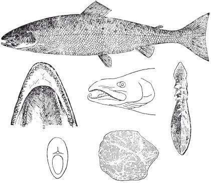 Иллюстрация к книге — Исконно русская рыбалка. Жизнь и ловля пресноводных рыб [i_011.jpg]
