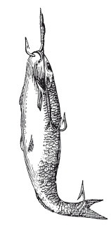 Иллюстрация к книге — Исконно русская рыбалка. Жизнь и ловля пресноводных рыб [i_014.jpg]