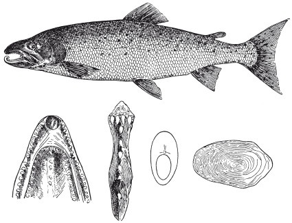 Иллюстрация к книге — Исконно русская рыбалка. Жизнь и ловля пресноводных рыб [i_021.jpg]