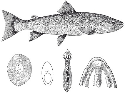 Иллюстрация к книге — Исконно русская рыбалка. Жизнь и ловля пресноводных рыб [i_026.jpg]