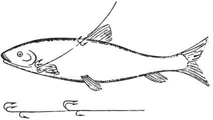 Иллюстрация к книге — Исконно русская рыбалка. Жизнь и ловля пресноводных рыб [i_028.jpg]