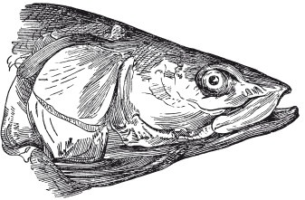 Иллюстрация к книге — Исконно русская рыбалка. Жизнь и ловля пресноводных рыб [i_034.jpg]