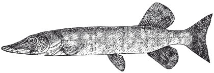 Иллюстрация к книге — Исконно русская рыбалка. Жизнь и ловля пресноводных рыб [i_036.jpg]