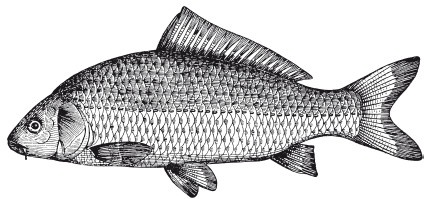 Иллюстрация к книге — Исконно русская рыбалка. Жизнь и ловля пресноводных рыб [i_060.jpg]