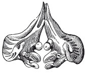 Иллюстрация к книге — Исконно русская рыбалка. Жизнь и ловля пресноводных рыб [i_061.jpg]