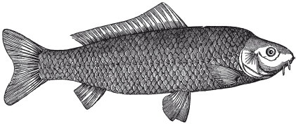 Иллюстрация к книге — Исконно русская рыбалка. Жизнь и ловля пресноводных рыб [i_062.jpg]