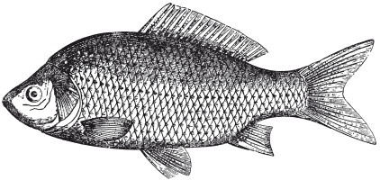 Иллюстрация к книге — Исконно русская рыбалка. Жизнь и ловля пресноводных рыб [i_063.jpg]