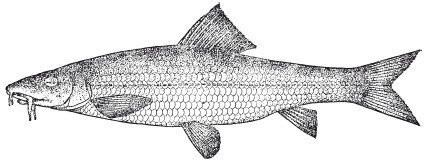 Иллюстрация к книге — Исконно русская рыбалка. Жизнь и ловля пресноводных рыб [i_065.jpg]