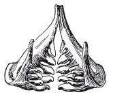 Иллюстрация к книге — Исконно русская рыбалка. Жизнь и ловля пресноводных рыб [i_066.jpg]