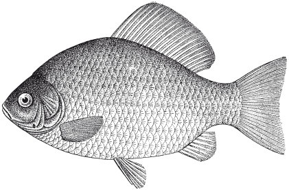 Иллюстрация к книге — Исконно русская рыбалка. Жизнь и ловля пресноводных рыб [i_074.jpg]