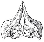 Иллюстрация к книге — Исконно русская рыбалка. Жизнь и ловля пресноводных рыб [i_075.jpg]