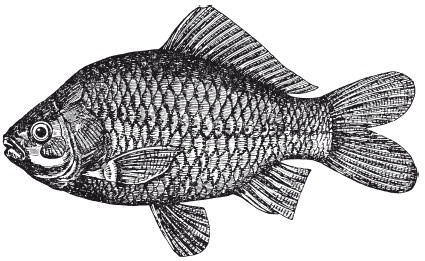 Иллюстрация к книге — Исконно русская рыбалка. Жизнь и ловля пресноводных рыб [i_076.jpg]