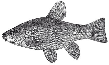 Иллюстрация к книге — Исконно русская рыбалка. Жизнь и ловля пресноводных рыб [i_077.jpg]