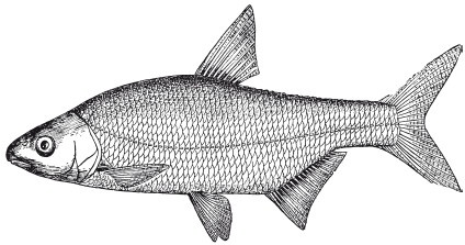 Иллюстрация к книге — Исконно русская рыбалка. Жизнь и ловля пресноводных рыб [i_082.jpg]