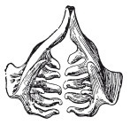 Иллюстрация к книге — Исконно русская рыбалка. Жизнь и ловля пресноводных рыб [i_085.jpg]
