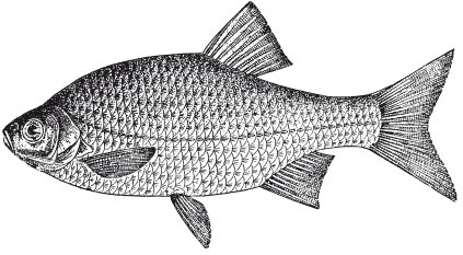 Иллюстрация к книге — Исконно русская рыбалка. Жизнь и ловля пресноводных рыб [i_086.jpg]