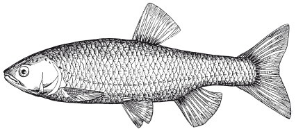 Иллюстрация к книге — Исконно русская рыбалка. Жизнь и ловля пресноводных рыб [i_090.jpg]