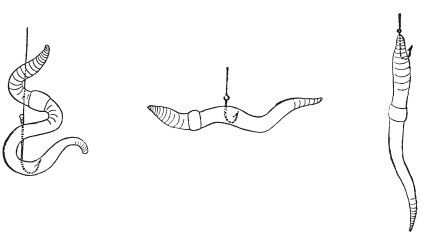 Иллюстрация к книге — Исконно русская рыбалка. Жизнь и ловля пресноводных рыб [i_100.jpg]