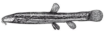 Иллюстрация к книге — Исконно русская рыбалка. Жизнь и ловля пресноводных рыб [i_107.jpg]