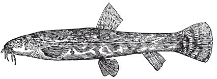 Иллюстрация к книге — Исконно русская рыбалка. Жизнь и ловля пресноводных рыб [i_108.jpg]