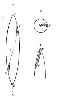 Иллюстрация к книге — Исконно русская рыбалка. Жизнь и ловля пресноводных рыб [i_126.jpg]